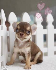 CHIHUAHUA PUPPIES 246🌷Head Apple Cute Dog Boy