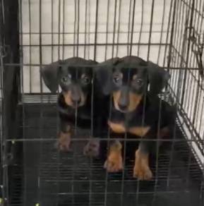 Dachshund