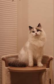 Ragdoll Kitten | Seal Bicolour Girl 🩵🇲🇾