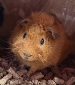 Abyssinian Guinea Pig