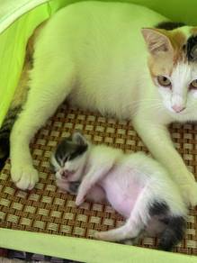 mother cat and her kitten for adoption