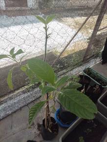 Pokok Ketum Ayam Makanan Ternakan