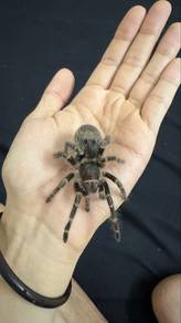 Betina Chaco Golden Knee Tarantula