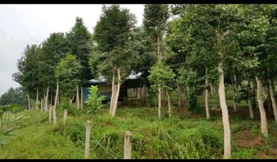 Agricultural Land in Beruas, PRK