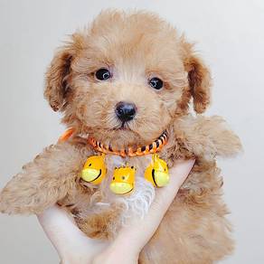 Poodle