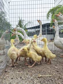 Anak Angsa