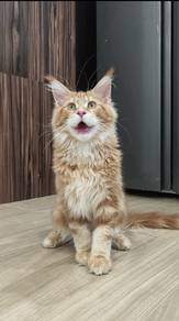 Maincoon red tabby