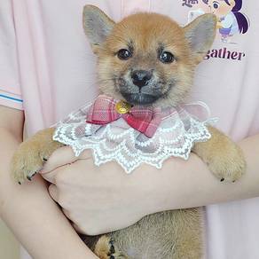 Shiba