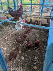 Ayam Rhode Island Red Production Red (RIR)