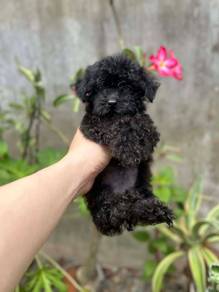 black Poodle.
