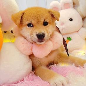 Shiba Inu