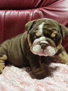 ENGLISH BULLDOG PUPPIES Male C030