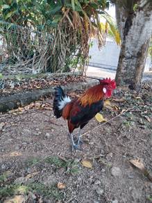 ayam hutan