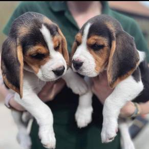 beagle puppies 02