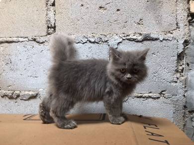 BLH Kitten male 