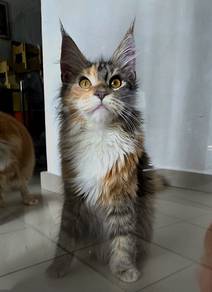 Mainecoon Female 