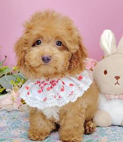 Poodle
