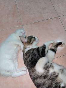 anak kucing parsi 