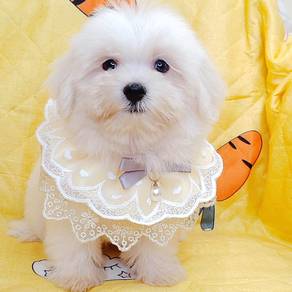 Maltese