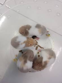 hamster syrian 