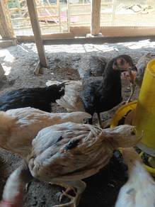 Ayam kampung