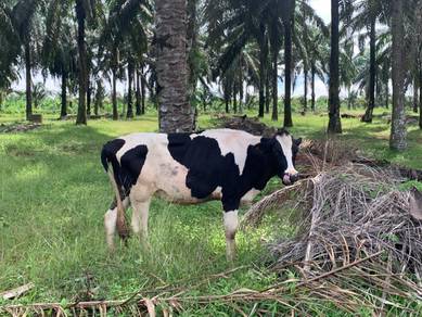 lembu susu tanusu (dera)
