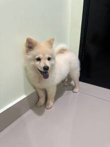 chow chow 2 months