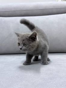 BSH Kitten