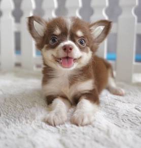 CHIHUAHUA PUPPIES 350 🌷Head Apple Cute Dog
