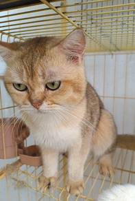 kucing