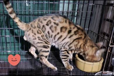 Bengal utk dijual