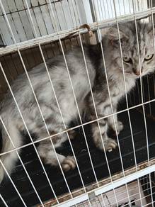 mix maine coon