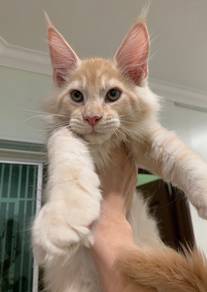 cream maine coon