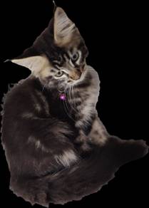 Purebreed Mainecoon