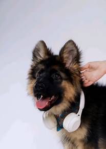German Shepherd