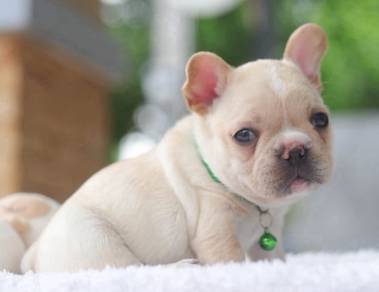 FRENCH BULLDOG PUPPIES VIP24🌻Cute Puppy - Cream