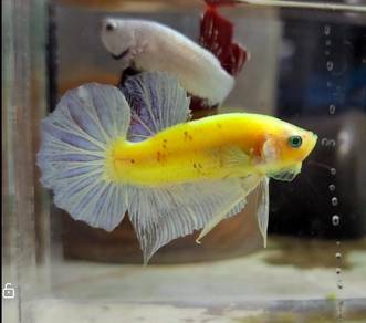 Neon HMPK Betta Fish / Ikan Laga/ 斗鱼
