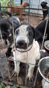 Dog for adoption