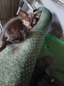 anak kucing untuk di beri 