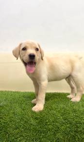 Labrador retriever cream mka microchip