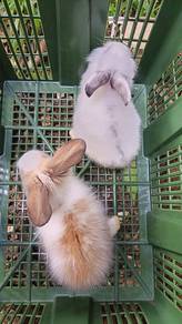 Rabbit Lionhead 