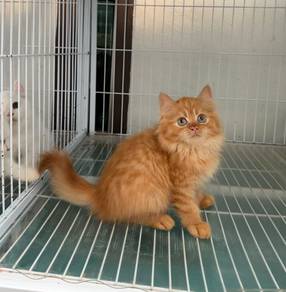 Orange BLH kitten