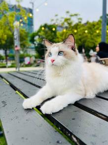 ragdoll