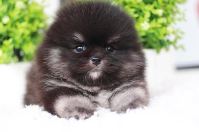 Pomeranian