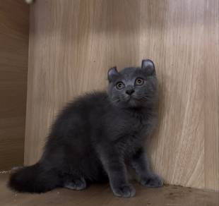 American Curl Kitten Cat