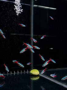 Neon Tetra