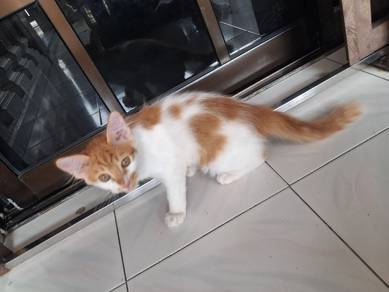 kucing