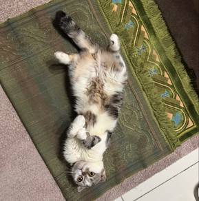 Scottish bsh