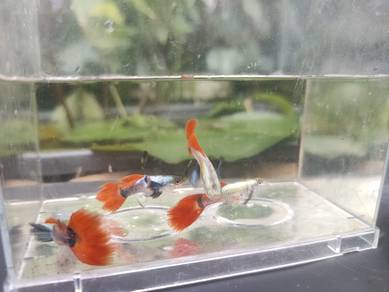 Platinum Dumbo Red Tail Guppy 