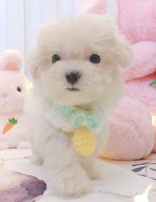 Maltese
